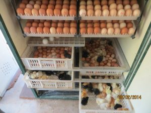 VTF Poultry Farming 2014
