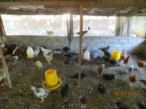 VTF Poultry Farming 2014