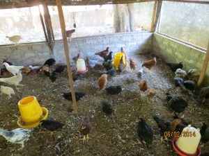 VTF Poultry Farming 2014