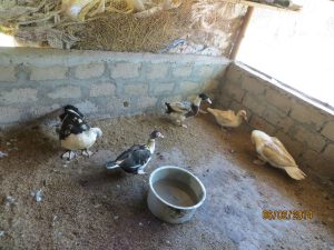 VTF Poultry Farming 2014