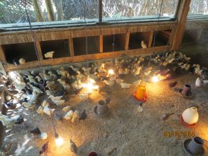 VTF Poultry Farming 2014