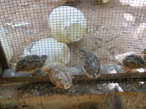 VTF Poultry Farming 2014