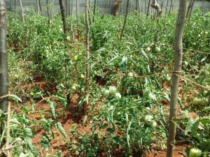 தெல்லிப்பளையில் இயற்கை வேளாண் மற்றும் மாட்டு பண்ணை வளர்ச்சிக்கு வழங்கப்பட்ட நிதி உதவி