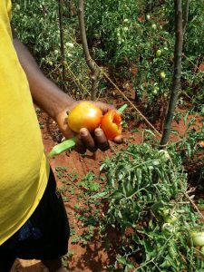 தெல்லிப்பளையில் இயற்கை வேளாண் மற்றும் மாட்டு பண்ணை வளர்ச்சிக்கு வழங்கப்பட்ட நிதி உதவி