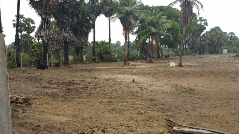 பண்ணை மேம்பாட்டுதிட்டம்