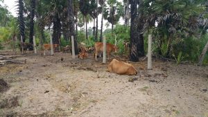 பண்ணை மேம்பாட்டுதிட்டம்