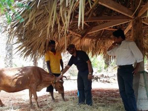 Farm development project