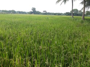 Organic agriculture in the Jaffna district of Sri Lanka of Vithu Trust Fund