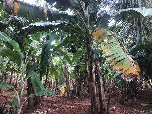 Organic agriculture in the Jaffna district of Sri Lanka of Vithu Trust Fund