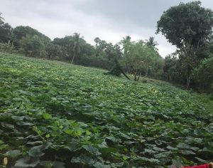 Organic agriculture in the Jaffna district of Sri Lanka of Vithu Trust Fund