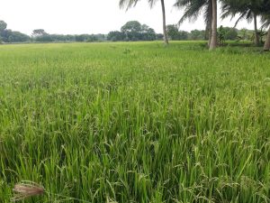 Organic agriculture in the Jaffna district of Sri Lanka of Vithu Trust Fund