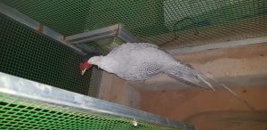 வாழ்விட குறைநிலை  கட்டுமாணத்தை நிறைவு செய்தல்