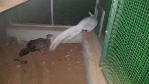 வாழ்விட குறைநிலை  கட்டுமாணத்தை நிறைவு செய்தல்