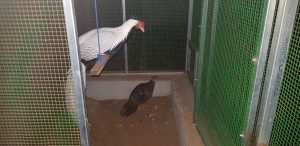 வாழ்விட குறைநிலை  கட்டுமாணத்தை நிறைவு செய்தல்